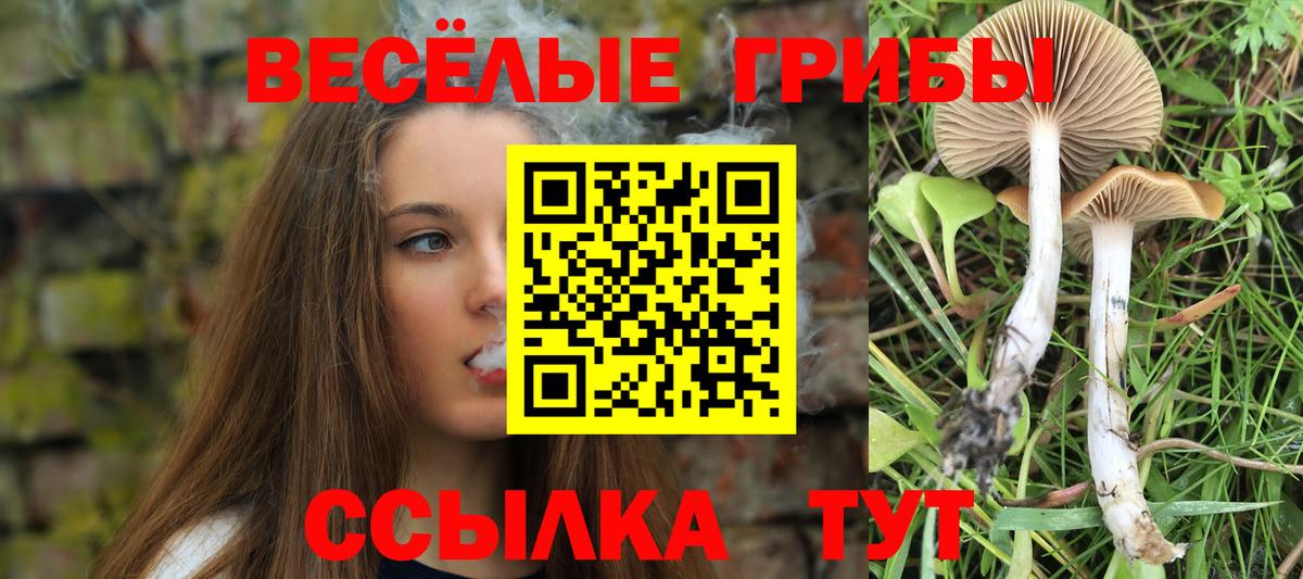 Псилоцибиновые грибы Psilocybine cubensis Саранск